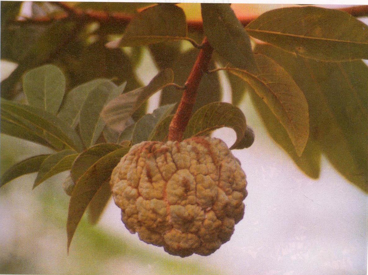 Medicinal Plants of Myanmar